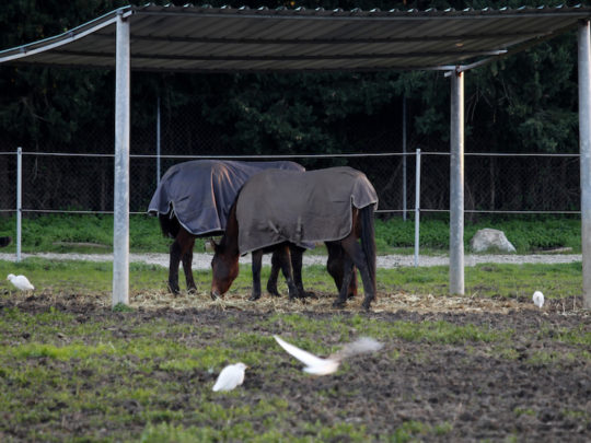 Horses paradise