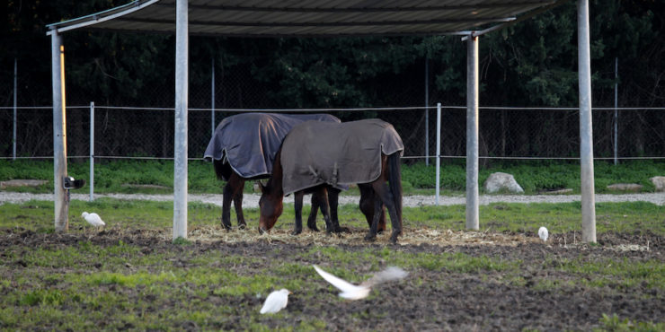 Horses paradise